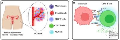 Limitations and potential of immunotherapy in ovarian cancer